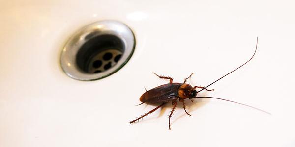 American Cockroach climbing out of sink drain