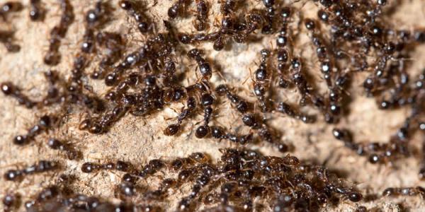 little black ants