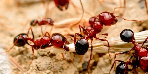 closeup image of ants
