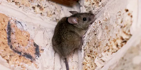 rodent hiding inside house