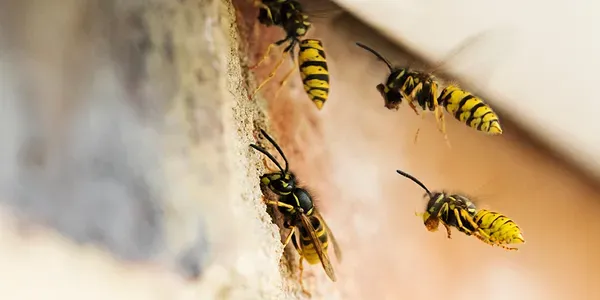 wasp flying into home