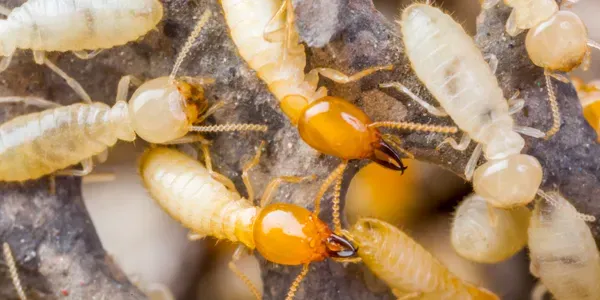 termites on wood