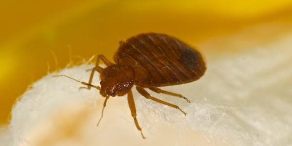 Mite