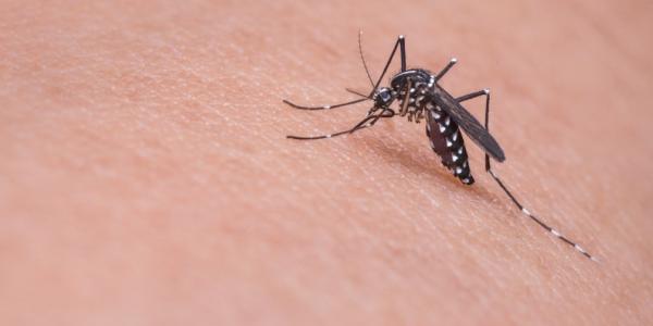 Mosquito on skin
