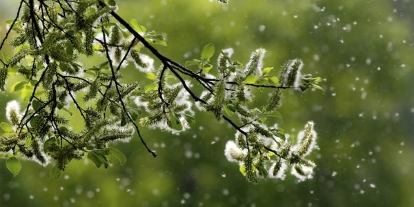 Tree with snow in background