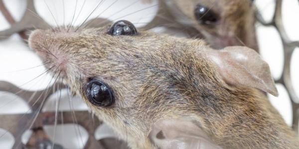 mice