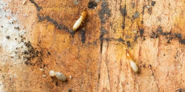 Termites crawling on wood