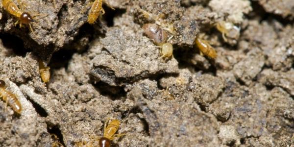 Termites crawling