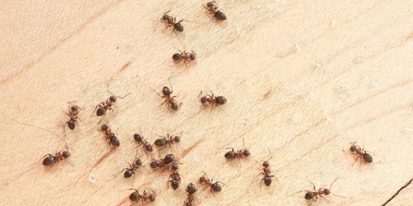 Ants crawling around