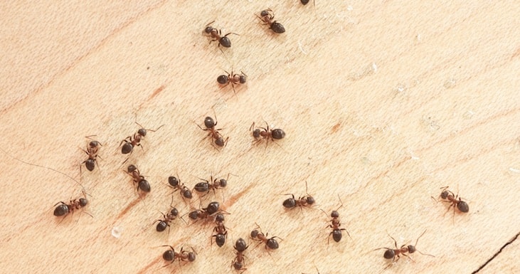 5 Reasons You Keep Having Ant Problems