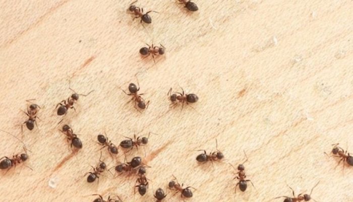 5-Reasons-You-Keep-Having-Ant-Problems-In-Your-Home-.jpg