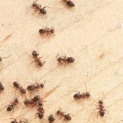 5-Reasons-You-Keep-Having-Ant-Problems-In-Your-Home-.jpg