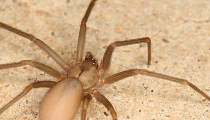 6-Common-Types-Of-Spiders-In-Texas-Identification-and-Prevention-.jpeg