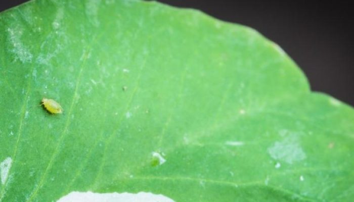 Aphids-in-Texas-.jpg