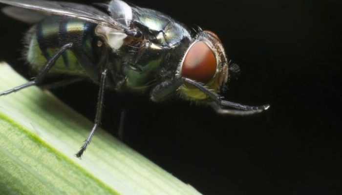 Controlling-Flies-This-Summer-.jpg