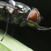 Controlling-Flies-This-Summer-.jpg