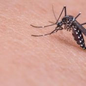 Everything-You-Need-to-Know-About-the-Zika-Virus-in-Texas-.jpg