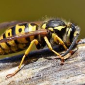 Guide-To-The-Types-of-Wasps-In-Texas-Identification-and-Prevention-.jpg