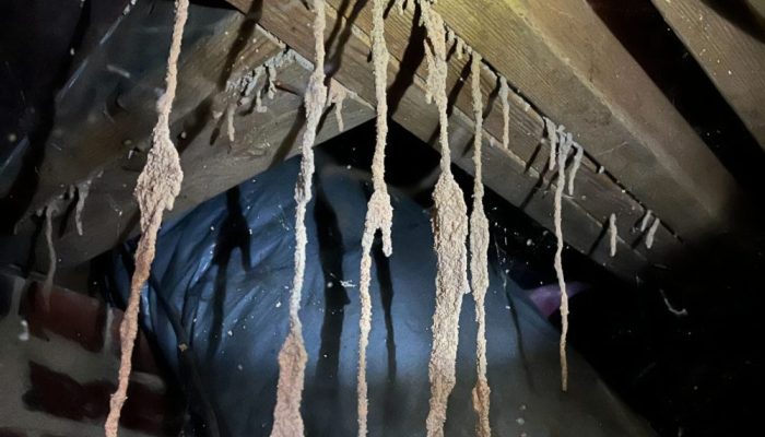 Subterranean termite mud tubes hanging from wood framing in a Houston home