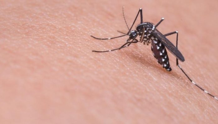 Learn-More-About-Zika-and-Affected-Mosquitoes-.jpg