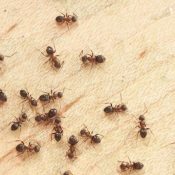 Learn-More-About-the-Ants-That-Impact-Houston-1-2.jpg