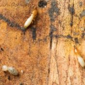 Termite-Species-Treatment-Options-in-Texas-.jpg