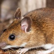 The-Four-Most-Common-Mice-Found-in-Texas-.jpg