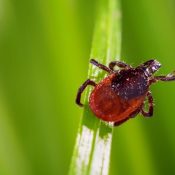 Tick-borne-Diseases-in-Texas-.jpg