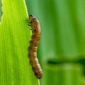 Top-3-Texas-Summer-Lawn-Pests-and-How-to-Get-Rid-of-Them-.jpg