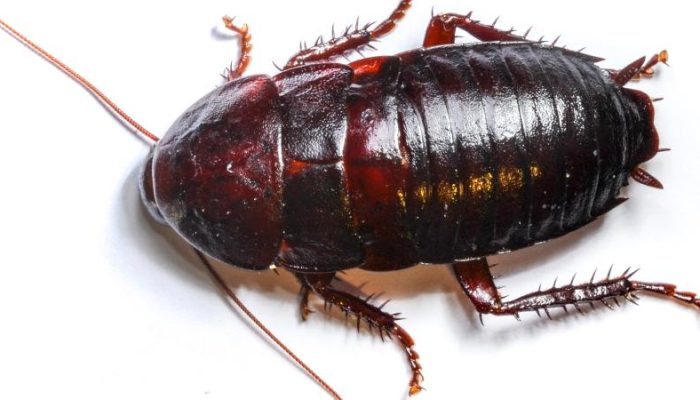 Types-of-Cockroaches-in-Texas-and-How-to-Prevent-Them-.jpg